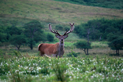 Highland Stag – photo © 2016 by Sandy Sutherland. 