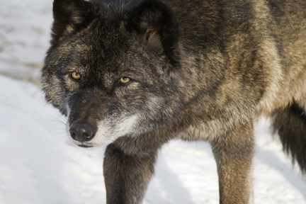 Wolf 2 – photo © 2016 by Sandy Sutherland.